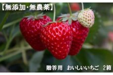 No.343 【無添加・無農薬】贈答用　おいしいいちご　2箱 ／ イチゴ 自然の甘み 風味 大阪府