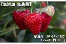 No.342 【無添加・無農薬】家庭用　おいしいいちご　4パック　約1000g ／ イチゴ 自然の甘み 風味 大阪府