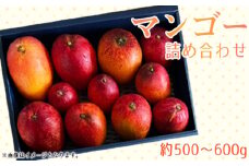 No.371 名もなきマンゴー詰め合わせ約500～600g　大きさ不揃い ／ 果物 フルーツ 詰合せ 満足 大阪府