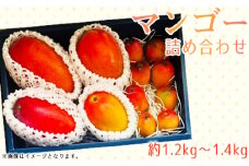 No.375 名もなきマンゴー詰め合わせ約1.2～1.4kg　大きさ不揃い ／ 果物 フルーツ 詰合せ 満足 大阪府