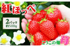 No.392 こうこの畑　苺　紅ほっぺ ／ イチゴ いちご 果物 フルーツ うま味 コク 国産 農産物 大阪府