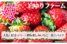 No.393 白ゆりファーム　いちご　2パック（約500g） ／ イチゴ 苺 果物 フルーツ 紅ほっぺ お楽しみ 一押し イチオシ セット 国産 大阪府