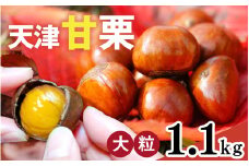 【レビューキャンペーン】【先行予約】 天津甘栗 1.1kg 【 2025年10月下旬より順次発送予定 】／ 焼きたて 栗 くり マロン 秋 おやつ 栗爪 殻付き お菓子 おつまみ 人気 高リピート 小分け 栗ご飯 栗きんとん 甘露煮 こだわり 手軽 おためし お試し