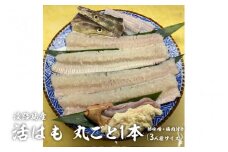 淡路島産活はも 丸ごと1本　3人前サイズ　酢味噌・梅肉付き　【国産 淡路島 ハモ 鱧 湯引き 天ぷら しゃぶしゃぶ 鍋 骨切り済】
