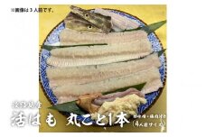 淡路島産活はも 丸ごと1本　4人前サイズ　酢味噌・梅肉付き　【国産 淡路島 ハモ 鱧 湯引き 天ぷら しゃぶしゃぶ 鍋 骨切り済】