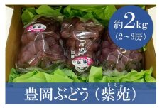 【期間限定】 【数量限定】 豊岡ぶどう（紫苑） 約2kg  ／ 兵庫県 紫苑 フルーツ 大粒 ぶどう 葡萄 ブドウ 果物 人気 新鮮 高級 ギフト 兵庫県産 豊岡市産 贈答 くだもの 期間限定 令和6年 2024年発送