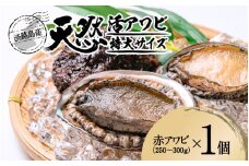 天然活アワビ 特大サイズ 1個