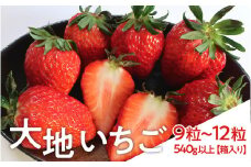 大地いちご