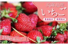 【期間限定】 【数量限定】 いちご 1.2kg 小分け 300g 4パック