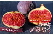 【 先行予約 ／ 数量限定 】 兵庫県産 無花果 4パック (約1.6kg) いちじく イチジク／ フルーツ 果物 夏