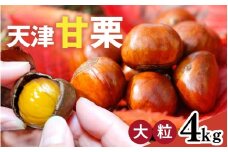 【レビューキャンペーン】【先行予約】 天津甘栗 4kg 【 2025年10月下旬より順次発送予定 】 ／ 焼きたて 栗 くり マロン 秋 おやつ 栗爪 殻付き お菓子 おつまみ 人気 高リピート 小分け 栗ご飯 栗きんとん 甘露煮 こだわり 手軽 おためし お試し