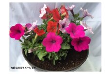 伊川谷町産の季節の花壇苗「生産者おまかせセット」