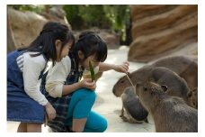 神戸どうぶつ王国入場券付「神戸ポートピアホテル」宿泊プラン（2名1室）1泊朝食付