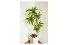 人工観葉植物　ソングオブインディア　白陶器鉢付き　