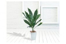 人工観葉植物　ハラン　白樹脂鉢Sサイズ付