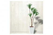 人工観葉植物　青年の樹ユッカ７本枝　白樹脂鉢Lサイズ付
