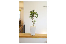 人工観葉植物　聖木ベンジャミンポット