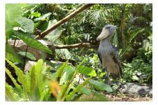 神戸どうぶつ王国 入園券(３名様分)