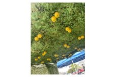 移動農園体験チケット（味覚狩り体験）