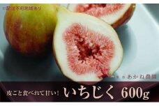 [№5258-0617]【皮ごと食べれて甘い】あかね農園「いちじく」約600g