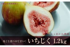 [№5258-0618]【皮ごと食べれて甘い】あかね農園「いちじく」約1.2kg