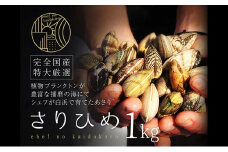 [№5258-0917]【2026年２月上旬出荷予定】さりひめ】姫路産養殖活あさり 特大1kg 貝類 贈答品 ギフト シェフ 身入り 甘い 加熱 白浜