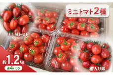 [№5258-1237]【11月中旬以降順次出荷】ミニトマト（2種）ご自宅用  [ ミニ とまと 高糖度 産地直送 野菜 ]