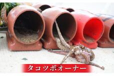 タコツボオーナー