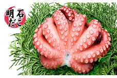 明石ダコのゆでダコ　丸ごと1匹と切り身で800g