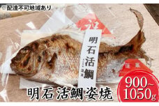 明石活鯛姿焼 900～1050g[ 明石鯛 鯛 焼鯛 祝い鯛 お祝い ]