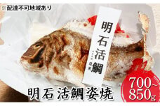 明石活鯛姿焼 700～850g[ 明石鯛 鯛 焼鯛 祝い鯛 お祝い ]