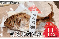 明石活鯛姿焼 1100～1200g[ 明石鯛 鯛 焼鯛 祝い鯛 お祝い ]