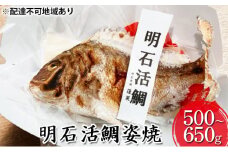 明石活鯛姿焼 500～650g[ 明石鯛 鯛 焼鯛 祝い鯛 お祝い ]