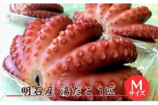 明石産 湯だこ 1匹 Mサイズ[ 明石たこ ボイルたこ 蛸 ]