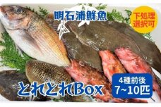 とれとれBox（4種前後 7～10匹）下処理あり[ 鮮魚 旬 詰合せ 簡単料理 ]
