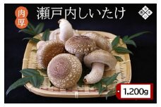 【有機】深山農園の 瀬戸内しいたけ ～肉厚で、大きく、ジューシー～1,200g