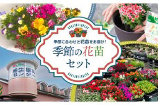 【通年受付】季節の花苗セット（10～16ポット）