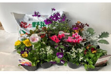 「季節の花苗セット」と「花の培養土」約９リットル