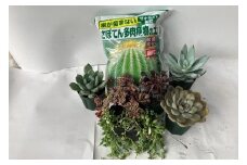 「多肉植物」５～７ポットと「根が傷まない多肉植物の土」２リットル