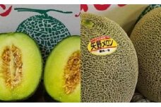上品な甘さと香りが大好評の矢野メロン 4Lサイズ×2玉【数量限定】