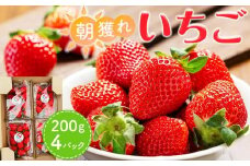 【先行受付】あいのまち相生市産　朝獲れいちご　200g×4パック（2026年2月下旬以降発送）