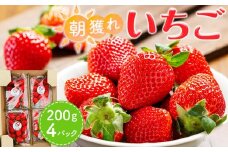 【先行受付】あいのまち相生市産　朝獲れいちご　200g×4パック（2026年2月下旬以降発送）