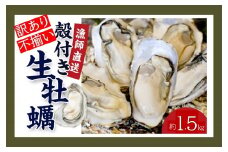 ★先行予約★《訳あり・不揃い》殻付き生牡蠣　1.5kg 【漁師直送!】冷蔵配送