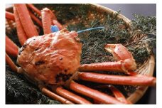 【先行予約】【kinosaki spa&gardens　湯楽使用】タグつき 釜茹で松葉ガニ　約800ｇ