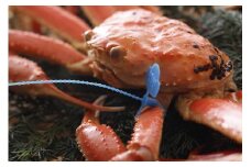 【訳あり】釜茹で松葉ガニ800g前後