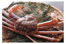 【kinosaki spa&gardens　湯楽使用】活松葉ガニ　約1kg