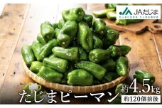 関西有数のピーマン産地！濃い緑で肉厚！ たじまピーマン 約4.5kg 
