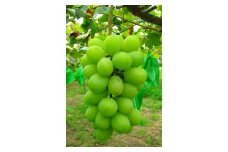 数量・期間限定 豊岡ぶどう シャインマスカット 2kg / 大粒 酸味が少ない 豊岡ブドウ ぶどう ブドウ 葡萄 果物 フルーツ 産地直送 高級 高品質 安全安心 人と環境に優しい ひょうご安心ブランド コウノトリの舞 兵庫県 豊岡市