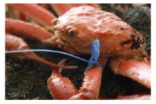 【先行予約】【訳あり】タグつき 釜茹で松葉ガニ１kg前後