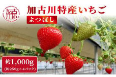 兵庫加古川(小林農園)特産いちご 4パック[1月中旬より順次発送]《 苺 いちご 期間限定 よつぼし フルーツ 果物 国産 送料無料 》【2401C09502】